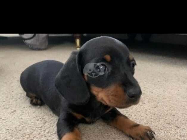 Dachshunds for sale in Chester, Cheshire