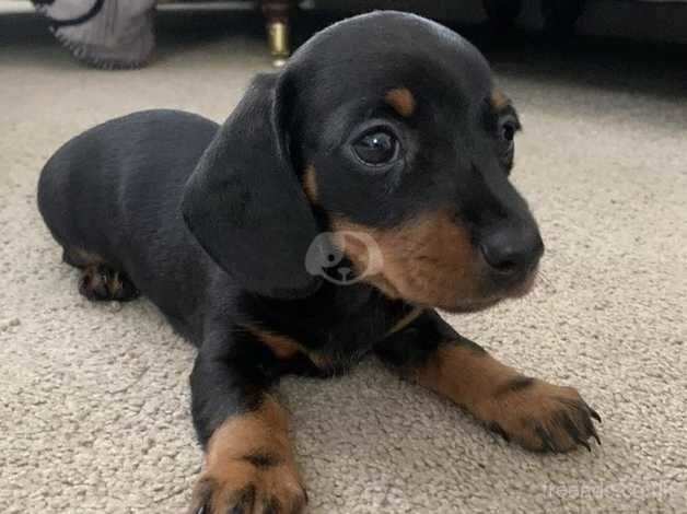 Dachshund Puppies for sale in Cheshire