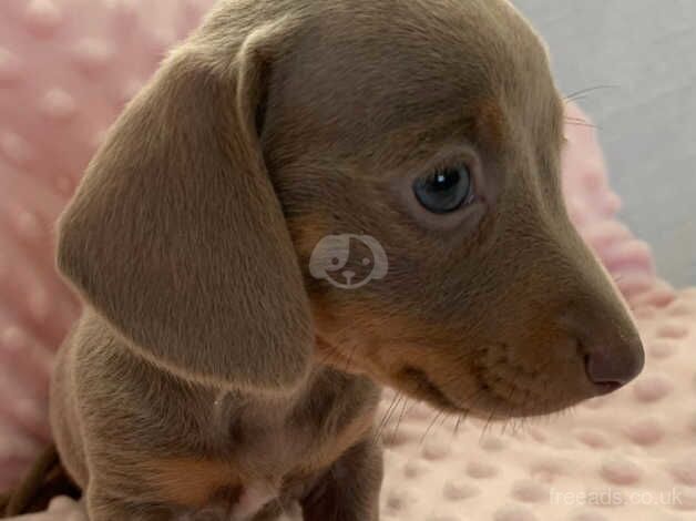 Rabbit size smooth Daschund puppies for sale in Manchester, Greater Manchester