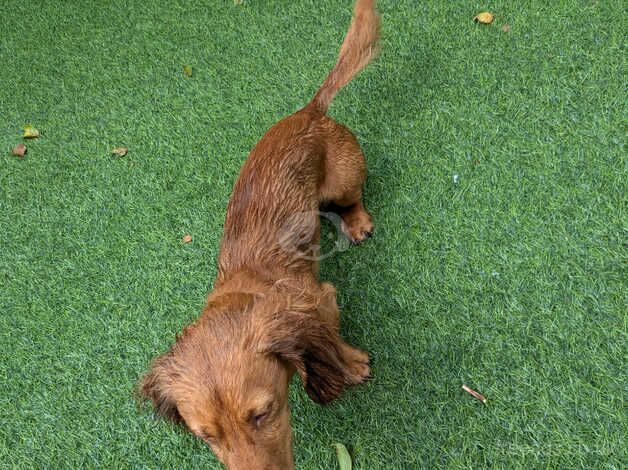 Rare Dachund to re-home for sale in Northamptonshire - Image 2