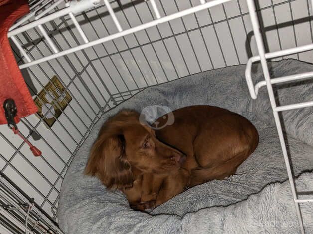 Rare Dachund to re-home for sale in Northamptonshire - Image 3