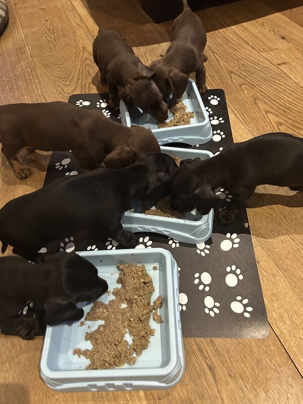 Rare solid black miniature daschunds ready now for sale in Ludlow, Shropshire - Image 3