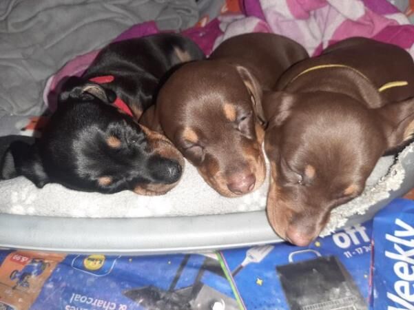 *Ready* Beautiful PRA clear Miniature Dachshund Puppies for sale in Thelwall, Cheshire