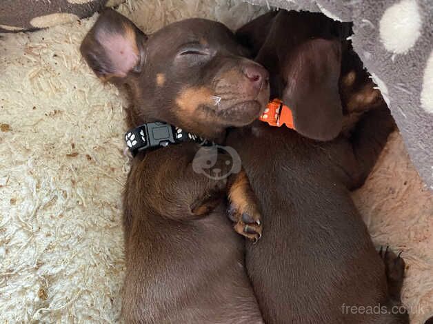 9 (1 SOLD) smooth haired standard Dachshunds for sale in Reading, Berkshire