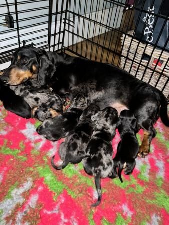 READY NEXT WEEK Midi dachshund puppies pra clear for sale in Pontefract, West Yorkshire - Image 1