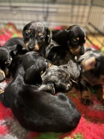 READY NEXT WEEK Midi dachshund puppies pra clear for sale in Pontefract, West Yorkshire - Image 2