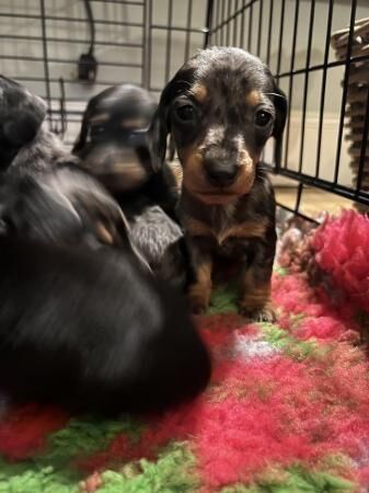 READY NEXT WEEK Midi dachshund puppies pra clear for sale in Pontefract, West Yorkshire - Image 3