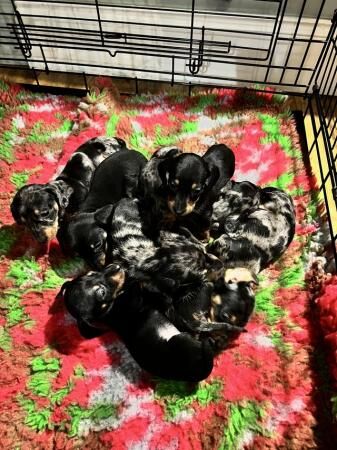 READY NEXT WEEK Midi dachshund puppies pra clear for sale in Pontefract, West Yorkshire - Image 4