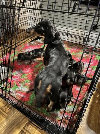 READY NEXT WEEK Midi dachshund puppies pra clear for sale in Pontefract, West Yorkshire - Image 5
