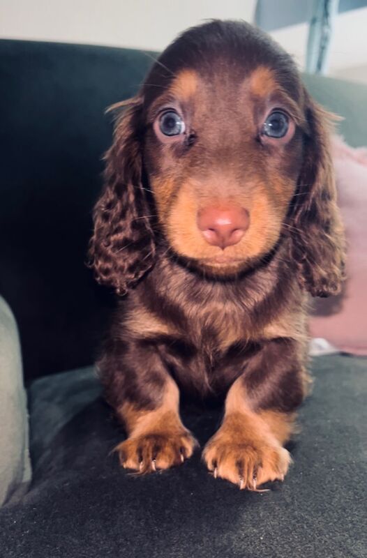 Ready now Best KC long haired dachshund puppies. Dapple chocolate PRA CLEAR for sale in Maidstone, Kent