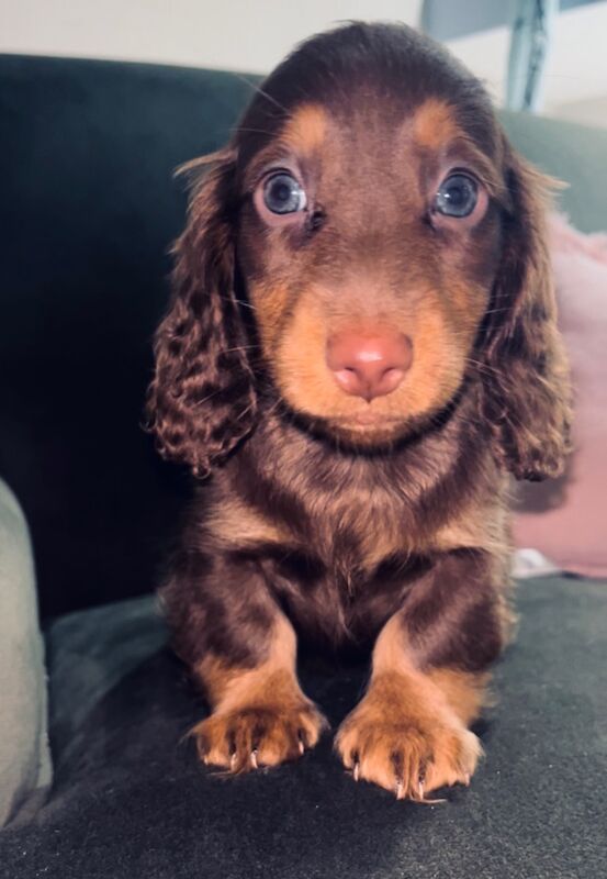 Ready now Best KC long haired dachshund puppies. Dapple chocolate PRA CLEAR for sale in Maidstone, Kent - Image 2