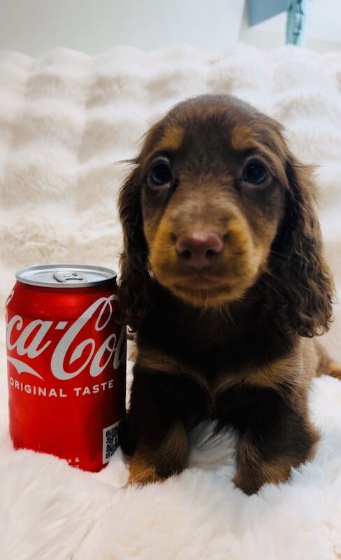 Ready now Best KC long haired dachshund puppies. Dapple chocolate PRA CLEAR for sale in Maidstone, Kent - Image 3