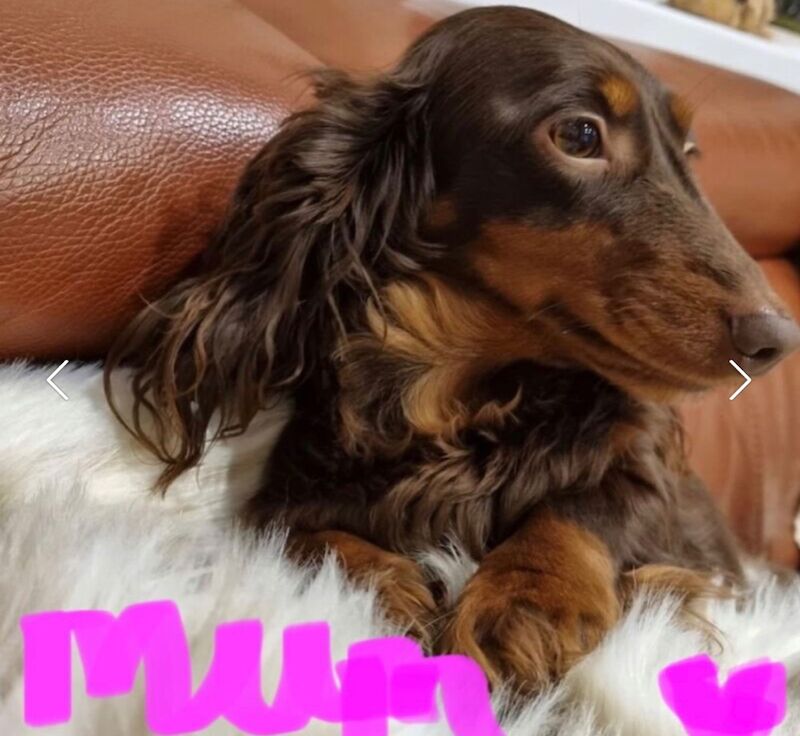 Dachshund Puppies for sale