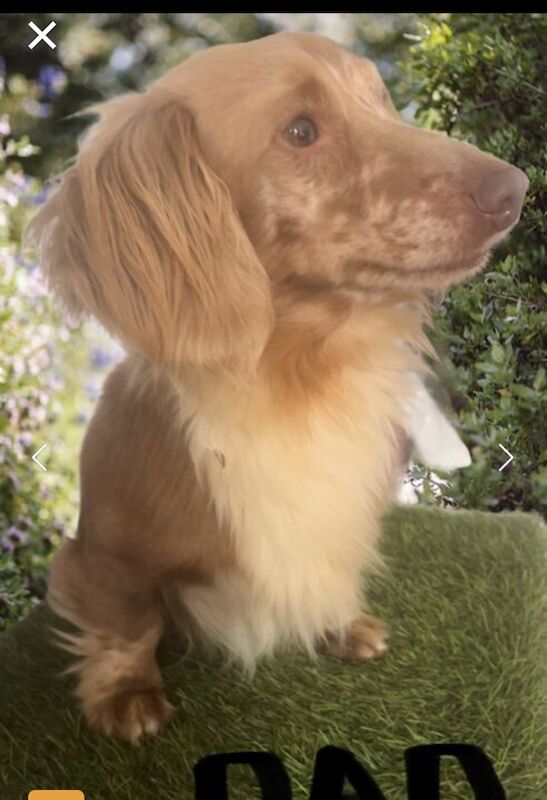 Ready now Best KC long haired dachshund puppies. Dapple chocolate PRA CLEAR for sale in Maidstone, Kent - Image 5