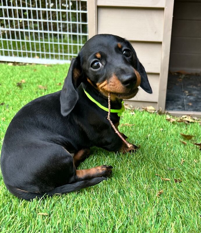 SOLD SOLD Dinky Miniature Dachshund Smooth Hair Girl for sale in Upwell, Norfolk