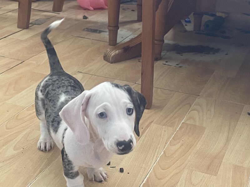 READY NOW FULLY VACCINATED Stunning dachshund pup for sale in Thetford, Norfolk - Image 1