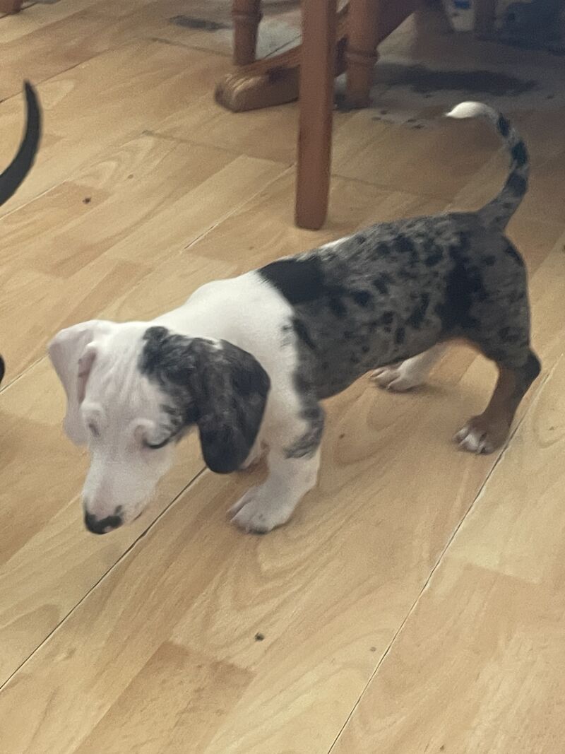 READY NOW FULLY VACCINATED Stunning dachshund pup for sale in Thetford, Norfolk - Image 2