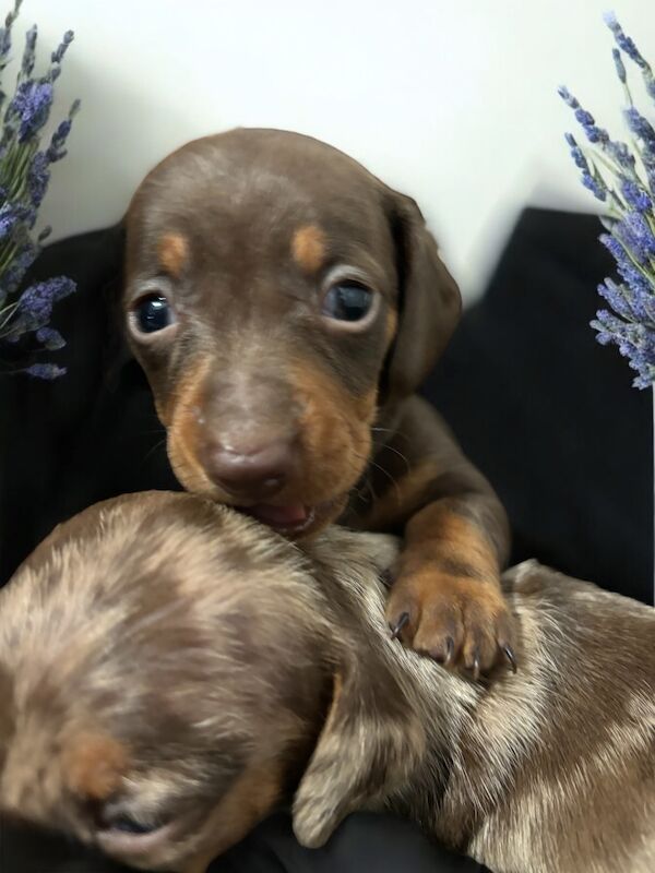 Dachshunds for sale in Peterborough, Cambridgeshire