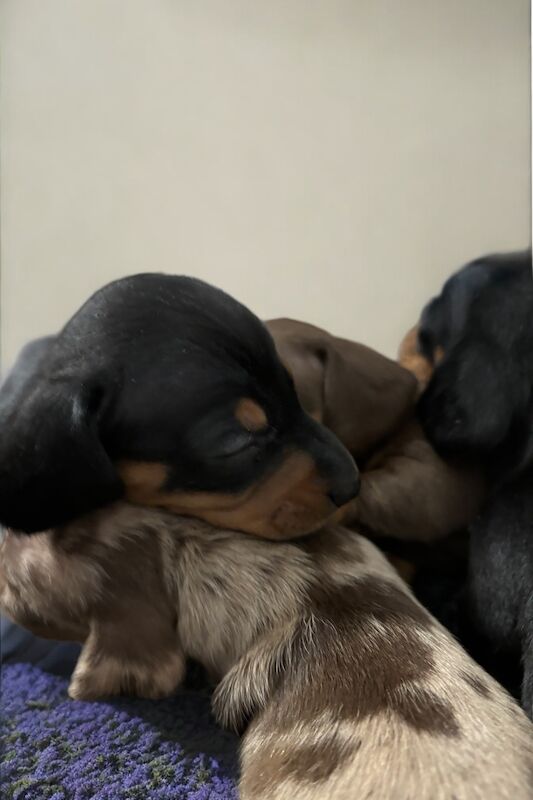 KC Registered Dachshund Puppies for sale in Cambridgeshire