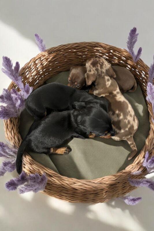 Dachshund Puppies for sale