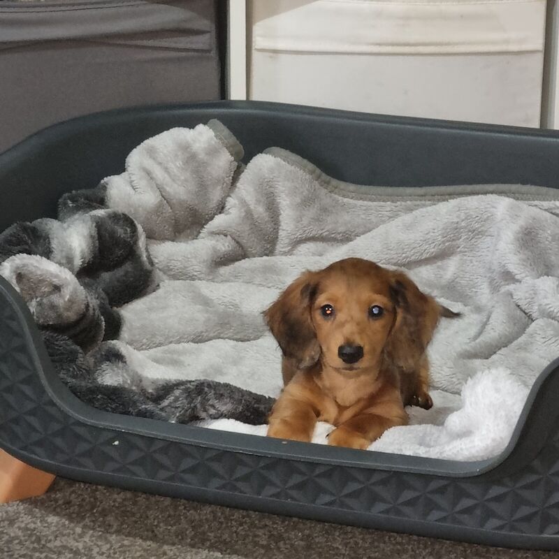 Ready now!! Miniature Dachshund puppies for sale in Armley, West Yorkshire