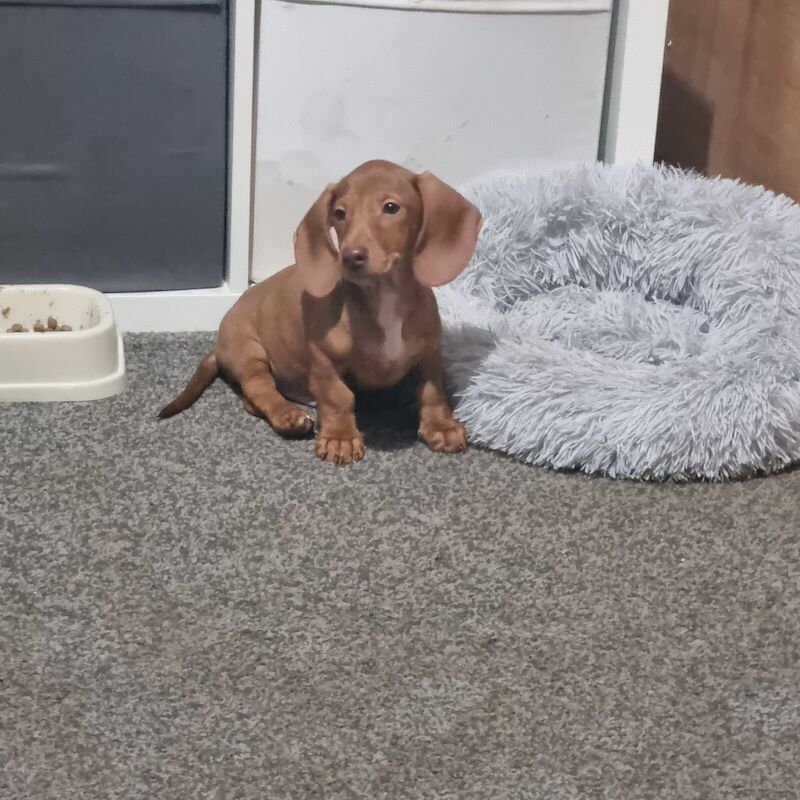 Ready now!! Miniature Dachshund puppies for sale in Armley, West Yorkshire - Image 3