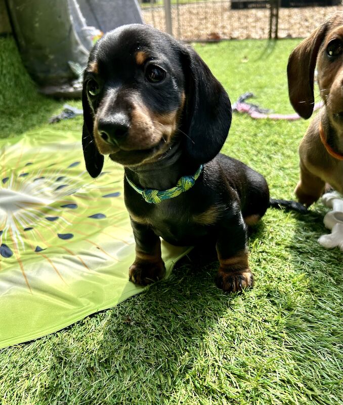 SOLD SOLD READY NOW Miniature Dachshund Puppies KC Reg for sale in Upwell, Norfolk