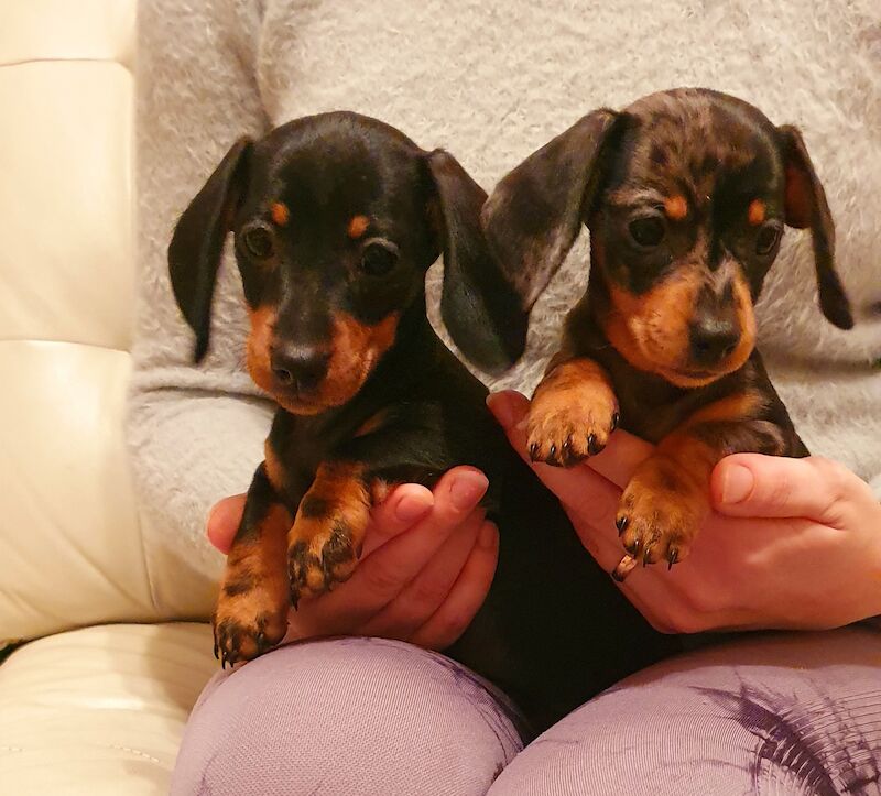 READY TO GO Miniature dachshund for sale in Ipswich, Suffolk