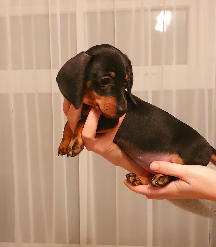 Dachshunds for sale in Ipswich, Suffolk