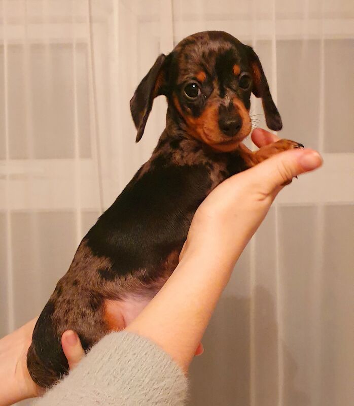 Dachshund Puppies for sale in Suffolk