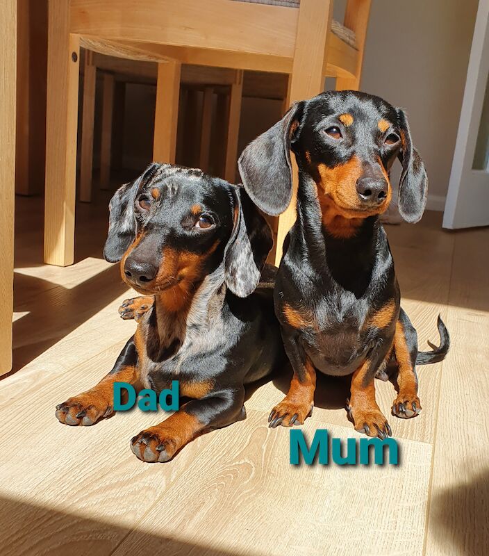 Dachshund Puppies for sale