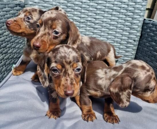 Ready to leave mini dachshund for sale in Dorchester, Dorset