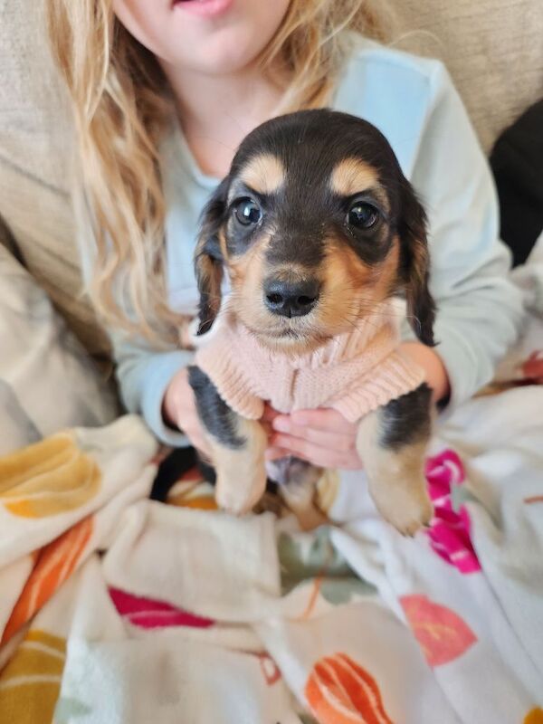 Ready to leave NOW, two long hair KC registered Dachshunds for sale in Haslingden, Lancashire