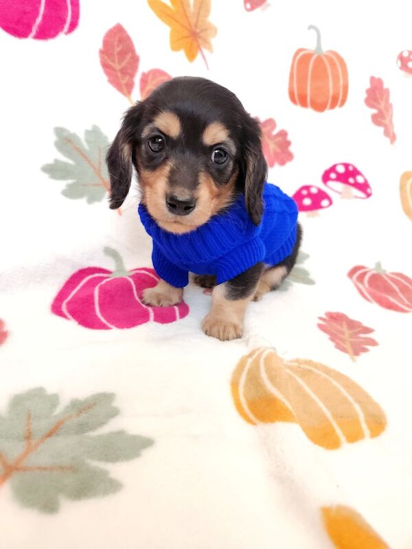 KC Registered Dachshund Puppies for sale in Lancashire