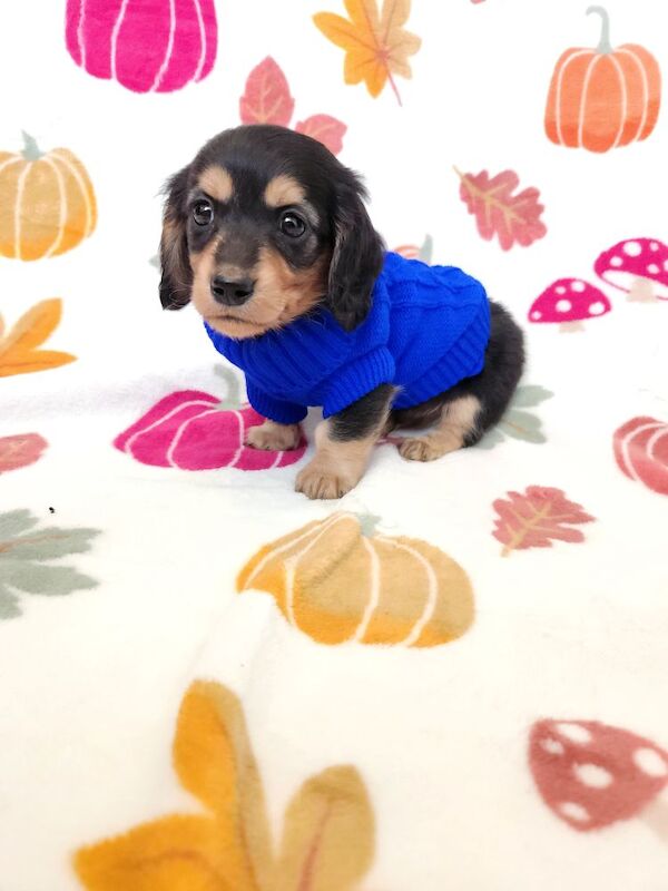 Dachshund Puppies for sale