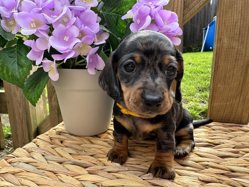 Ready Today!! KC registered PRA clear miniature dachshund puppies for sale in Oxfordshire - Image 12