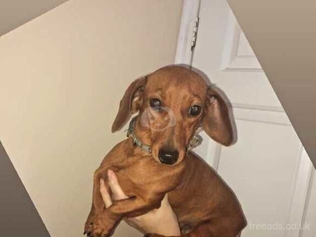 RED DACHSHUND for sale in Birmingham, West Midlands