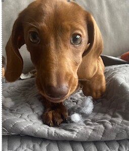 Dachshunds for sale in Cleckheaton, West Yorkshire