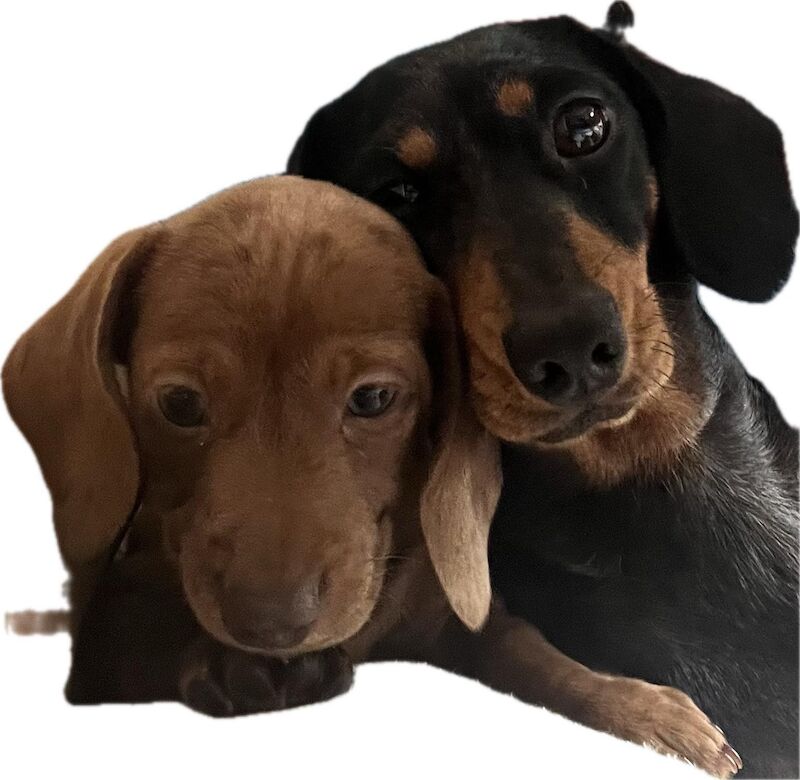 KC Registered Dachshund Puppies for sale in West Yorkshire