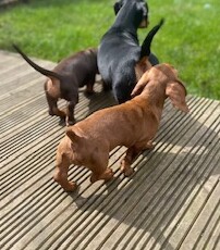 Dachshund Puppies for sale