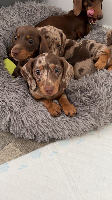 Dachshunds for sale in Cardiff 