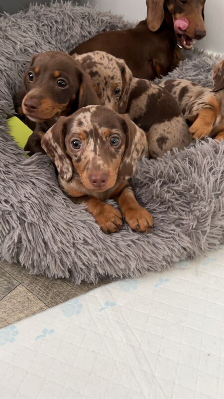 REDUCED just 1 dapple boy left kc reg minature dachshunds for sale in Cardiff 
