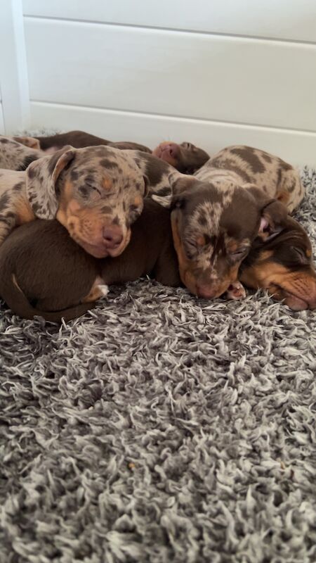 REDUCED just 2 dapple boys left kc reg minature dachshunds for sale in Cardiff 