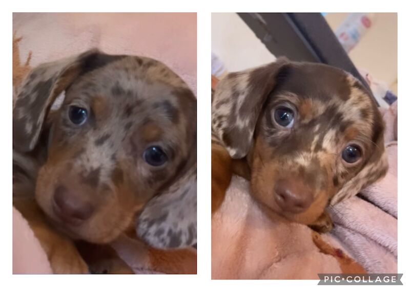 REDUCED just 1 dapple boy left kc reg minature dachshunds for sale in Cardiff - Image 2