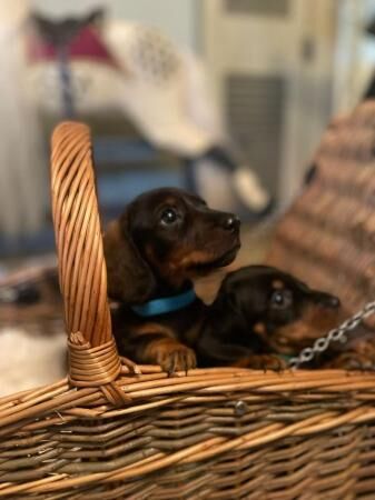 Reduced- KC registered Miniature Dachshunds Ready to go for sale in Hambridge, Somerset