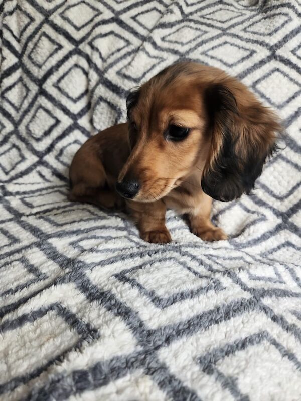 KC Registered Dachshund Puppies for sale in Greater Manchester