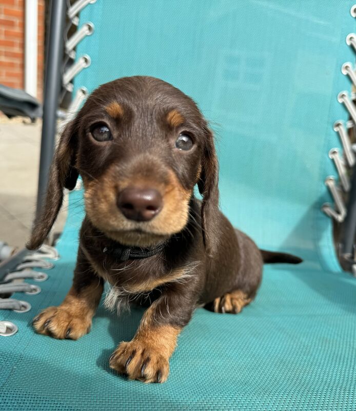 Reduced *One boy left * chocolate miniature dachshund puppies for sale in Faringdon, Oxfordshire - Image 1