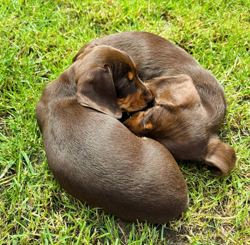 Reduced *One boy left * chocolate miniature dachshund puppies for sale in Faringdon, Oxfordshire - Image 15