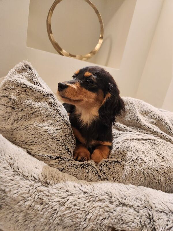 Reduced ready to leave, KC registered Long hair Dachshunds for sale in Lancashire