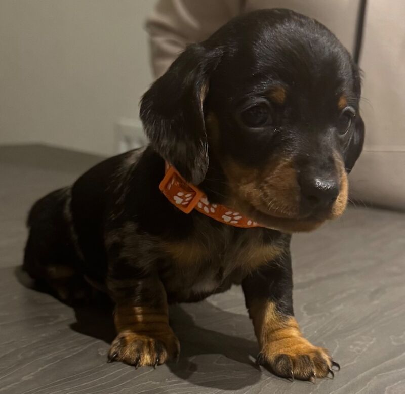 Reduced*KC, PRA clear mini dachshund puppies for sale in Witney, Oxfordshire - Image 14